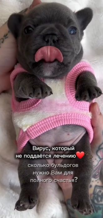 Чудовий бульдог красуня