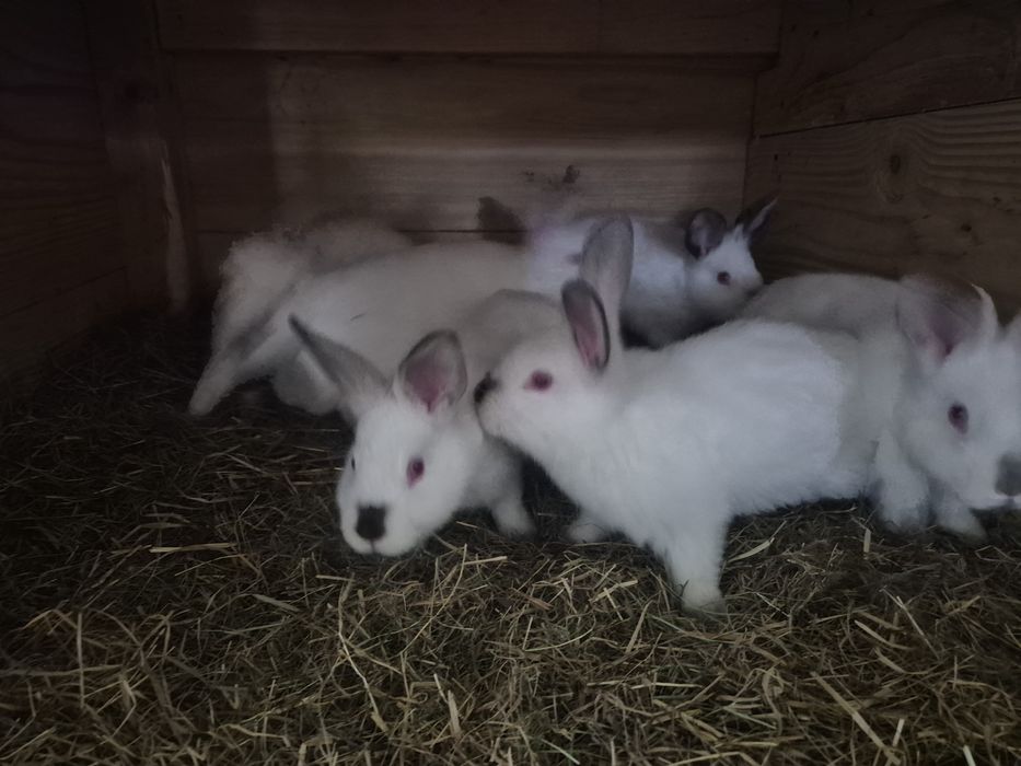 Króliki mieszańce mięsne