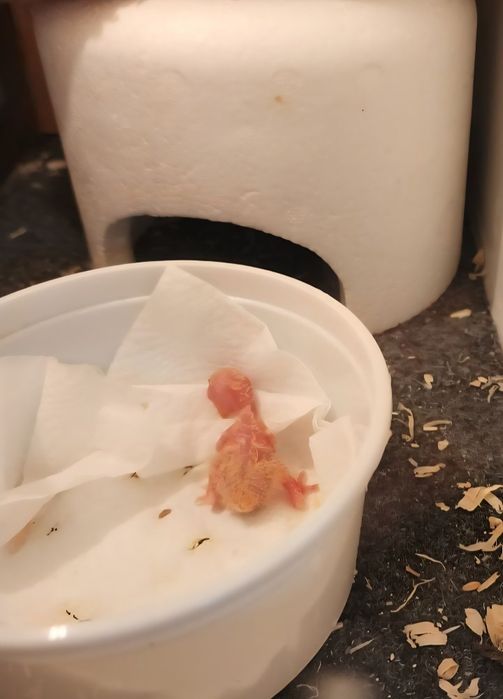 Caturras 100% domesticadas