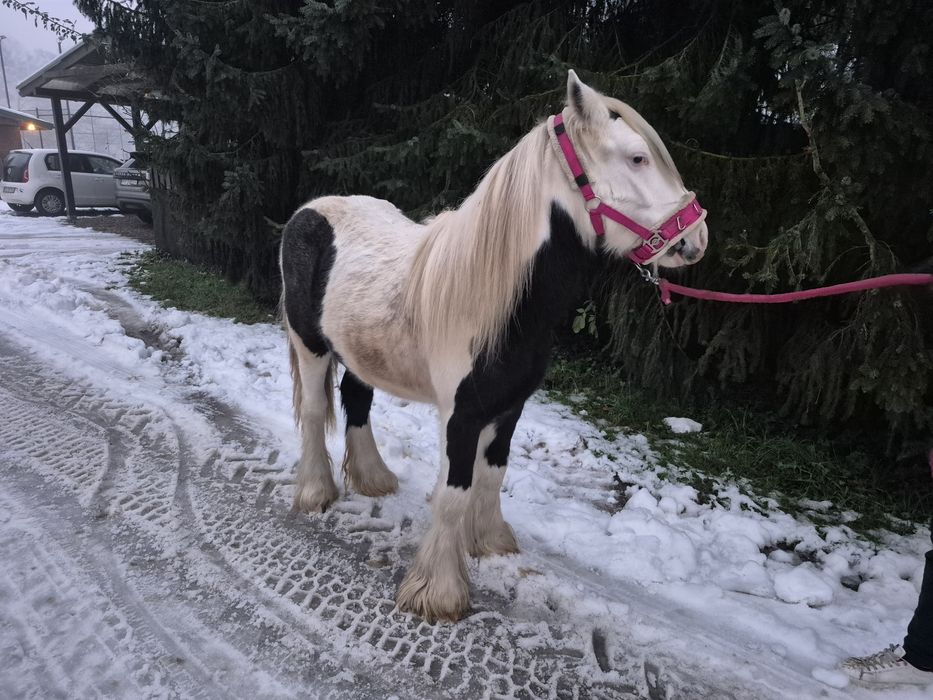 True Baby Tinker Klacz