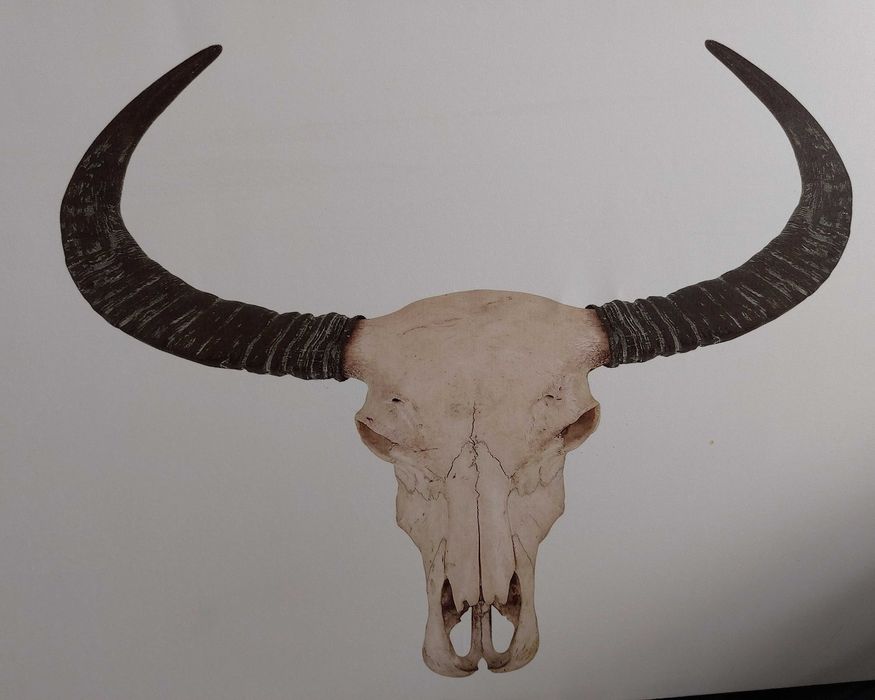 Quadro com esqueleto de cabeça de vaca americana - Tela branca