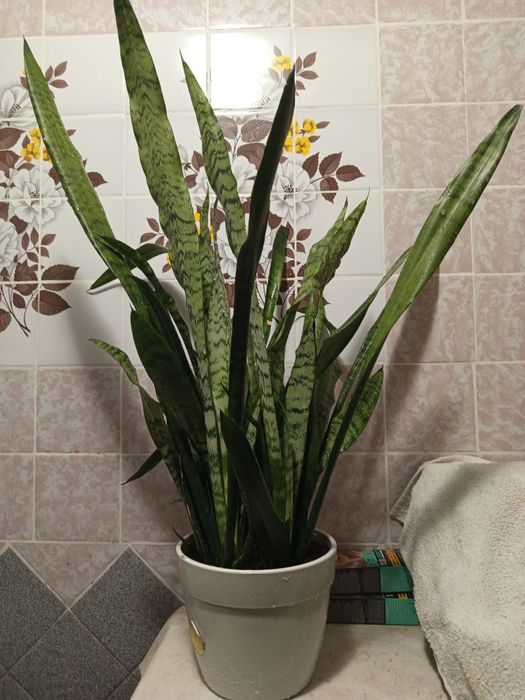 Сансевієрія/сансев'єрія/тещин язик