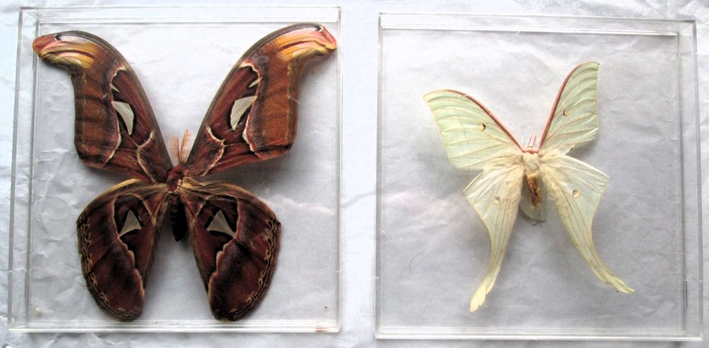 Borboletas embalsamadas  (caixas acrílico)