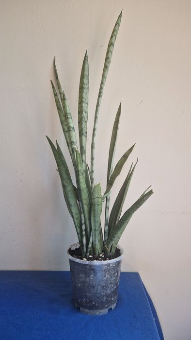 Sanssevieria duża