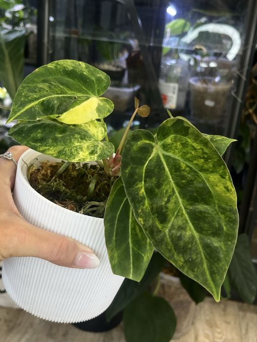 Anthurium Papillilaminum variegata