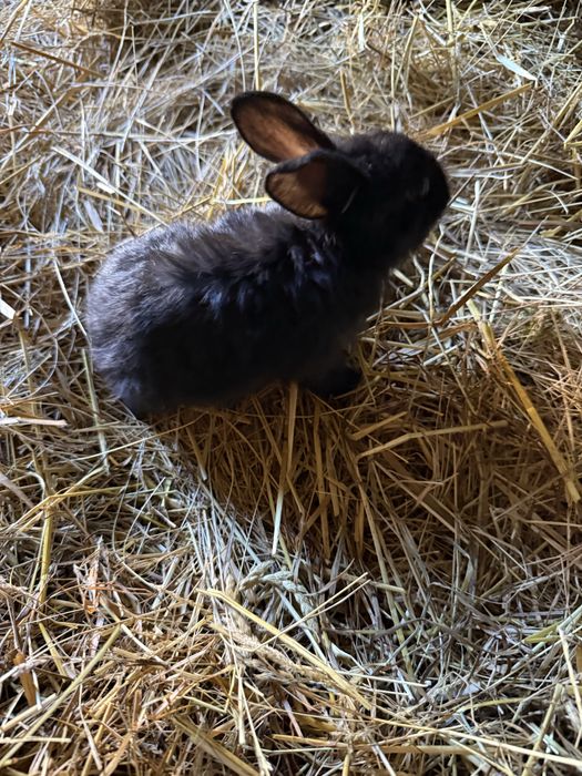 Coelhos de varias idades