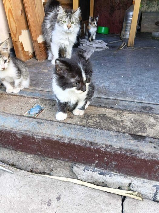 Котята бесплатно