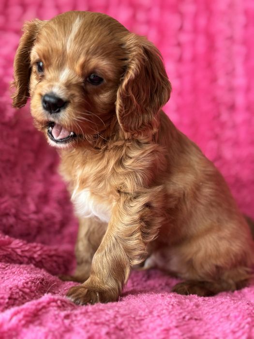 Piesek ruby- Cavalier King Charles Spaniel