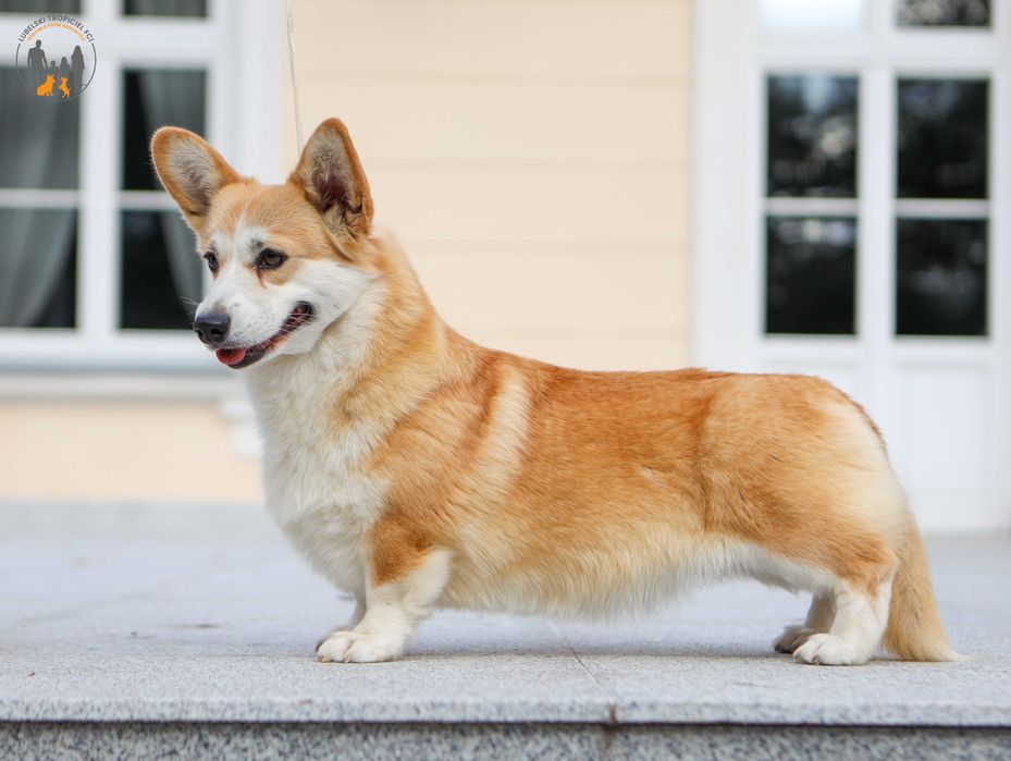 Welsh Corgi Pembroke ZKwP FCI rodzice przebadani na chor. gen.