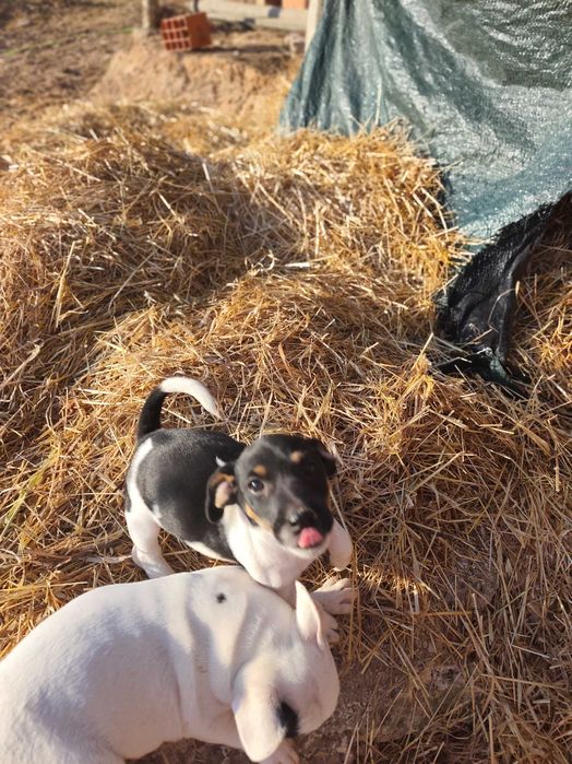 ..Jack Russell..Macho