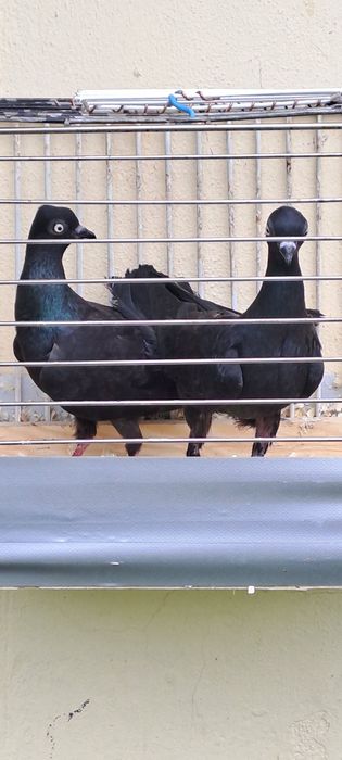 Gołębie  na sprzedaż