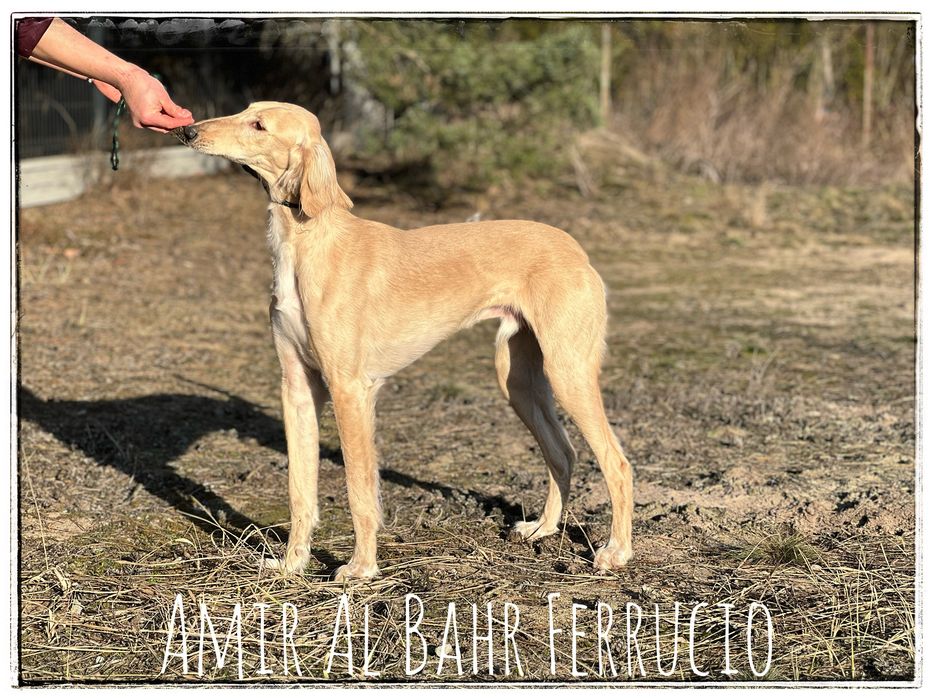 Chary perski saluki  ZkwP ,FCI