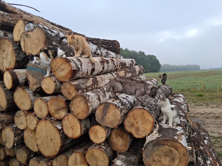 Drewno,opałowe,kominkowe brzozowe