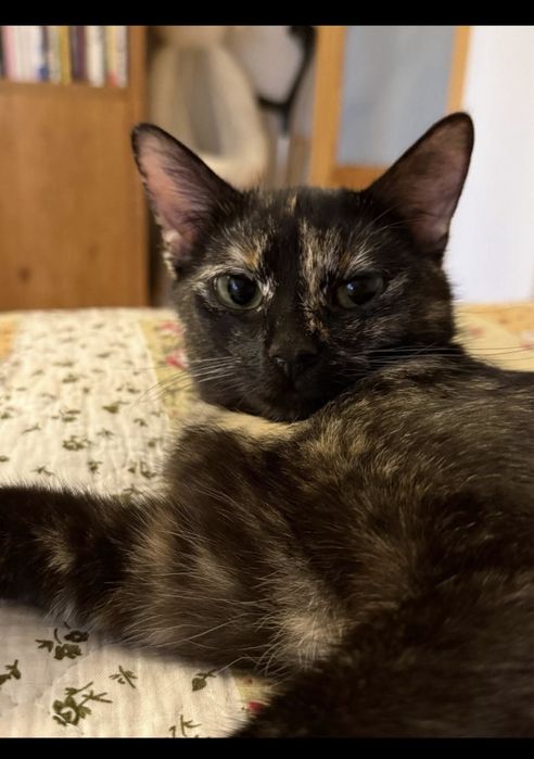 Kotka Melania szylkretka do adopcji