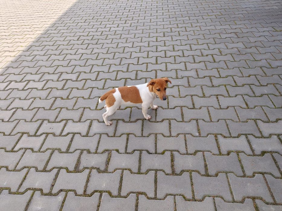 Suczka Jack Russell Terrier