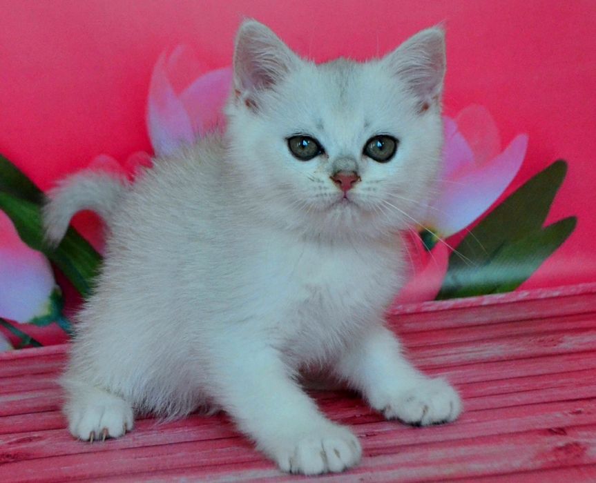 Котята серебристая шиншилла