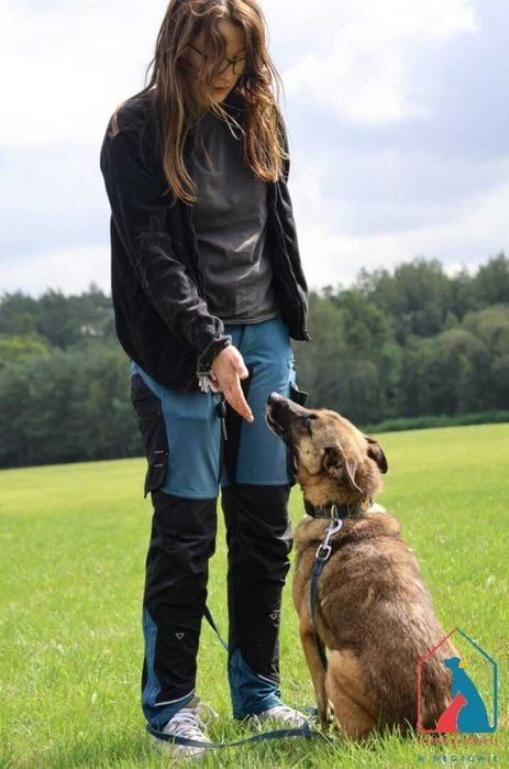 Energiczna i oddana w typie owczarka belgijskiego, 4 lata - do adopcji