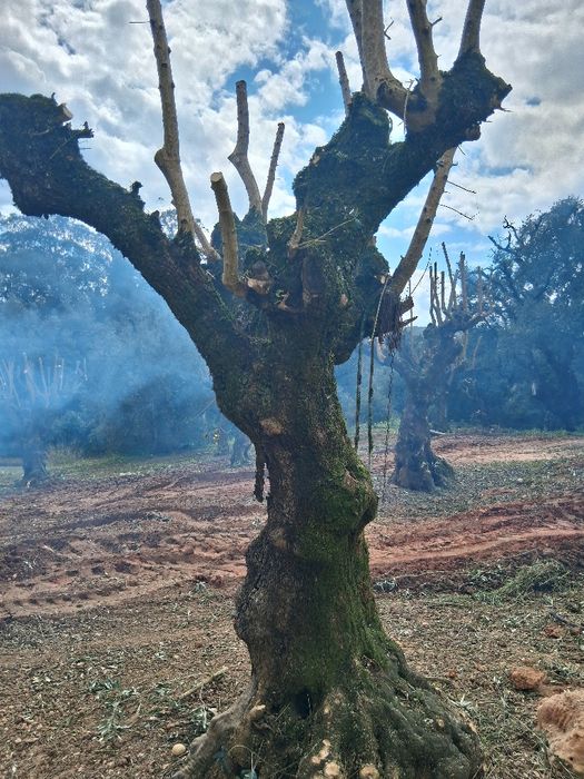 Oliveiras galegas centenárias