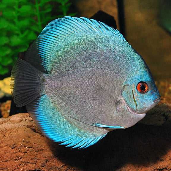 GB DYSKOWCE Paletka Blue Diamond | Rozmiar "XS" - do 4cm - dowóz ryb!