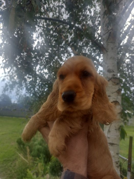 Sprzedam pieska Cocker spaniel