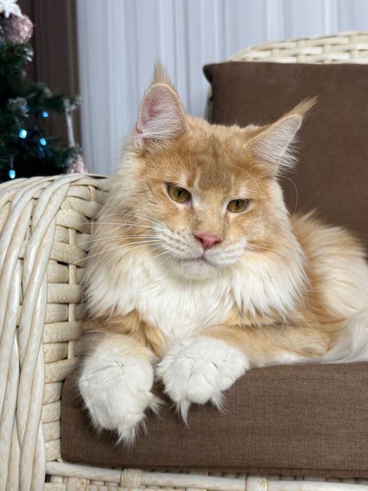 Harvey- Kocurek Maine Coon
