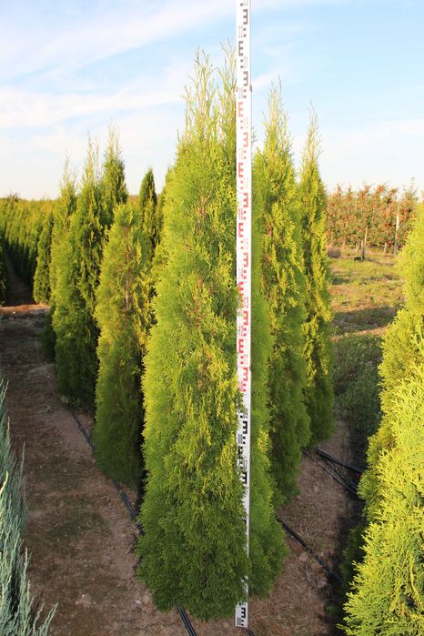 Tuja Szmaragd,Thuja Smaragd 220 - 250 cm SUPER JAKO, PRODUCENT Warszawa  Mokotw  OLX.pl