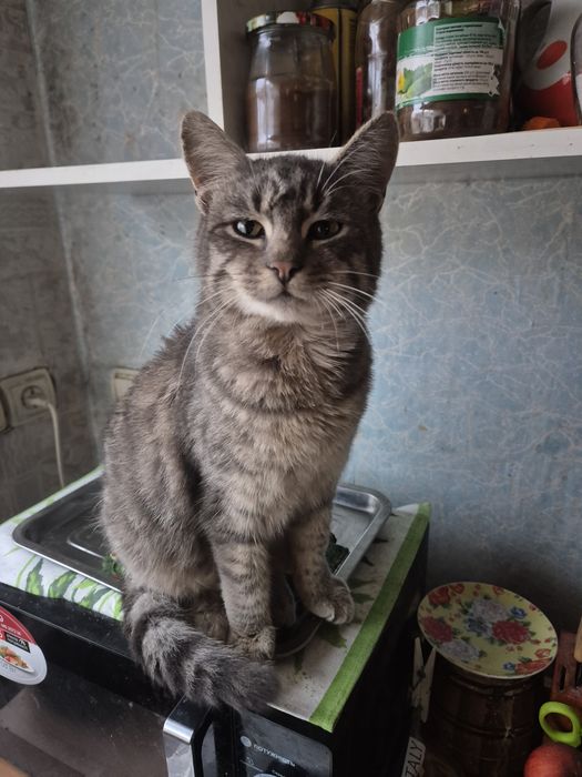 Отдам кота в добрые руки