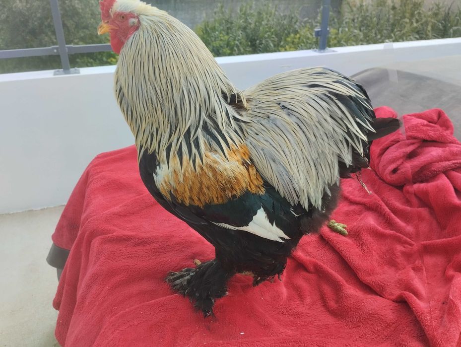 Aves importadas  Brahmas/ Malines/ Sulmtaler/ Músico Kosovo