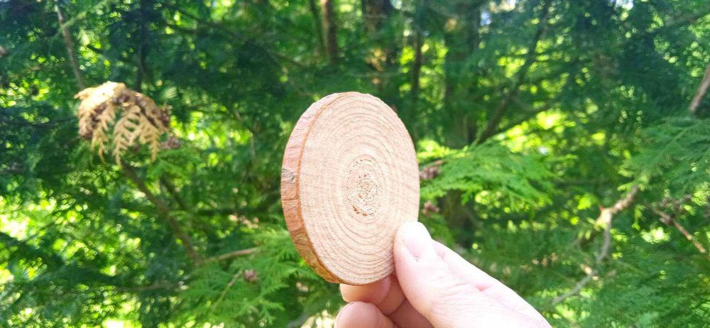 Plastry drewna ,500 sztuk, 2-10cm, krążki drewniane, mieszanka, ozdoby ...