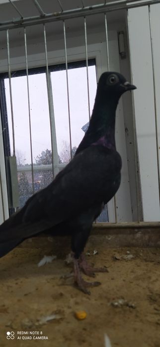 Wiedeński Wiedeńskie 12 sztuk