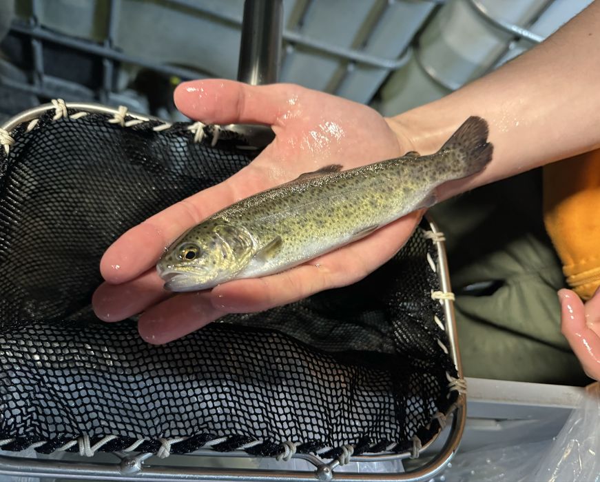 Narybek pstrąga pstrągi tęczowe do stawu pstrąg tęczowy ryby