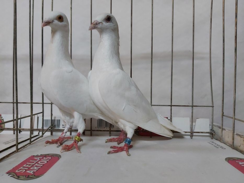 Gołębie Białe Pocztowe