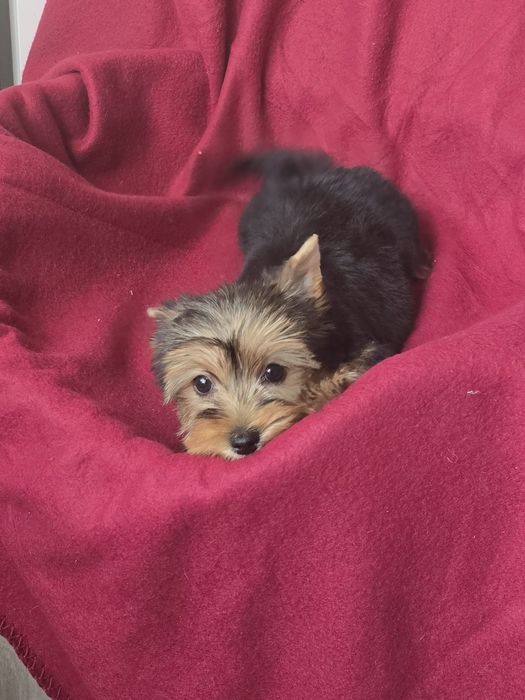 Suczka Yorkshire terrier