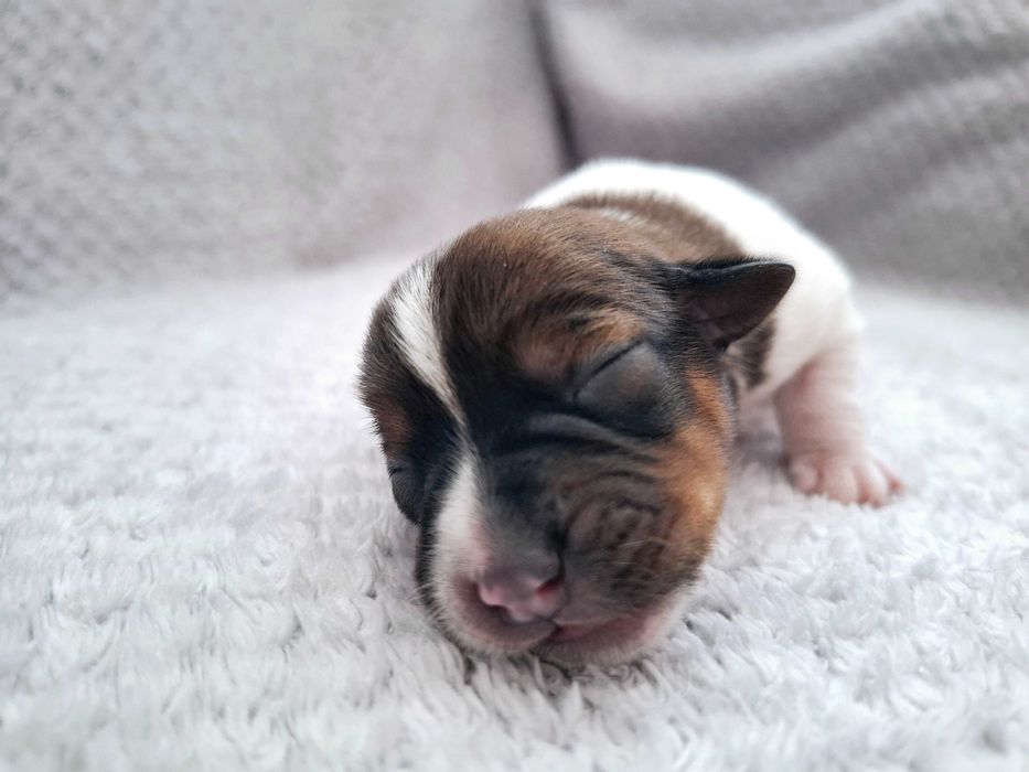 Rezerwacja - DANTE Jack Russell Terrier FCI ZKwP