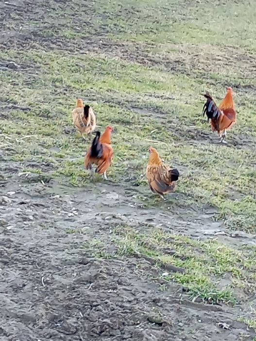 Kury, koguty  ozdobne miniaturki