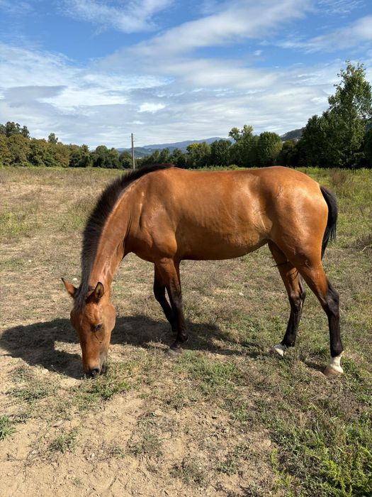 Egua Puro sangue lusitano
