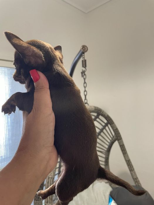 Chihuahua Macho pelo curto
