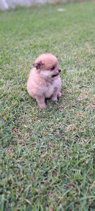 Spitz alemão lindo