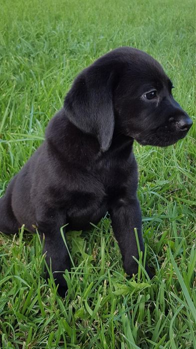 Labrador retriever