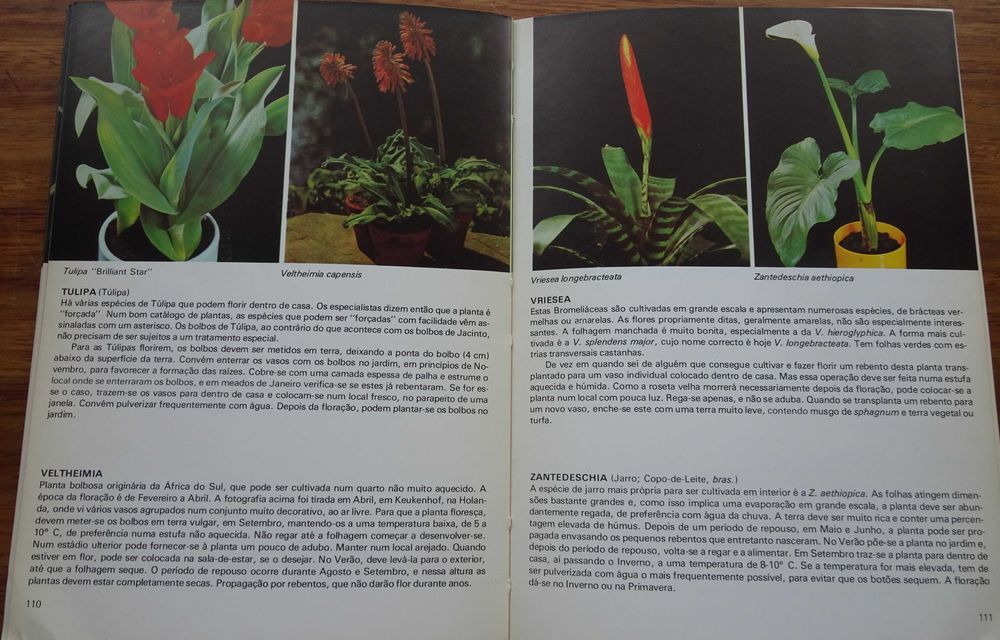 Plantas de Interior de Rob Herwig