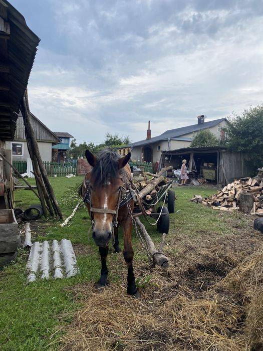 Робоча кобила