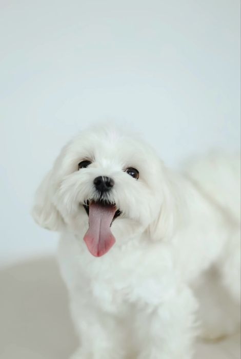 Мальтезе шукає наречену