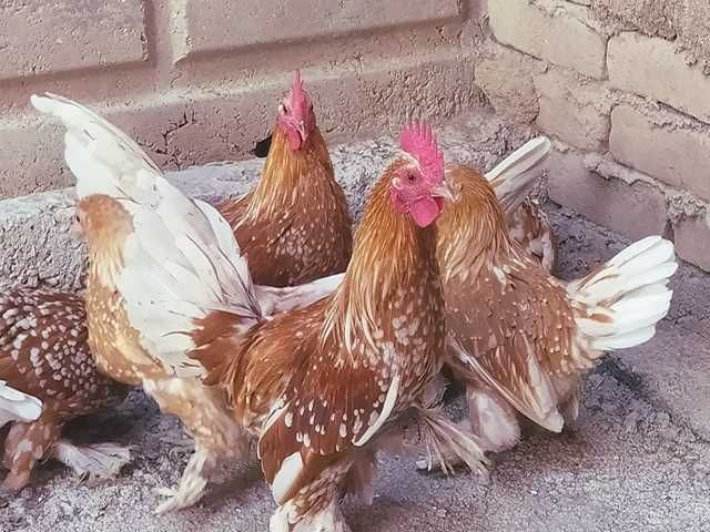 Яйце на інкубацію. Курчат. Мільфлер біле золото, фарфоровий.