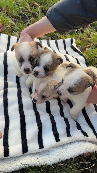 Цуценята в добрі руки