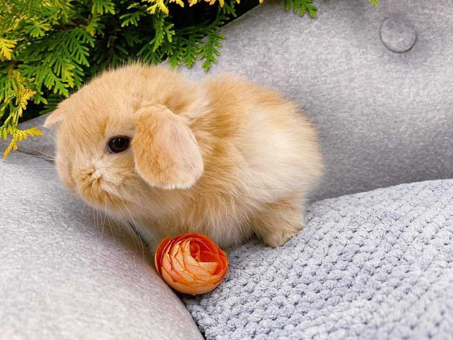 Coelhos anões mini ,KIT Completo super dóceis e inteligentes