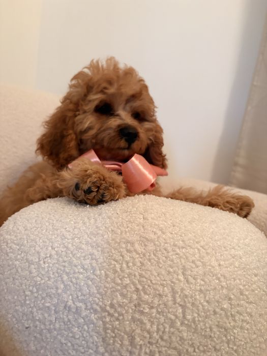 Cavapoo piesek rudy wspaniały charakter
