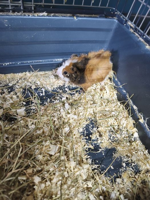 Świnki morskie samce i samiczki