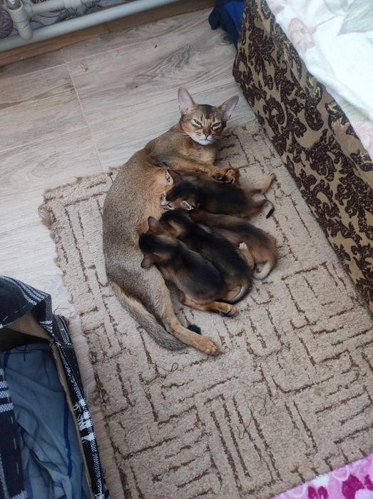 Запрошуємо дівчат на побачення.