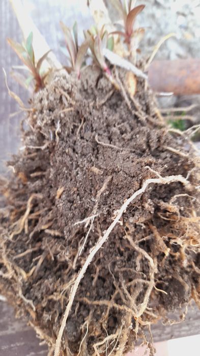 Floks wiechowaty karpa bylina