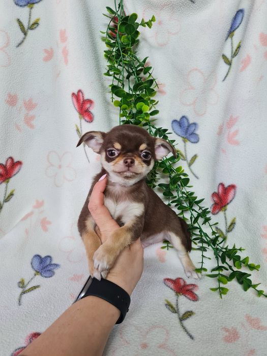 Excecional menino mini Chihuahua/Chiuaua de Qualidade